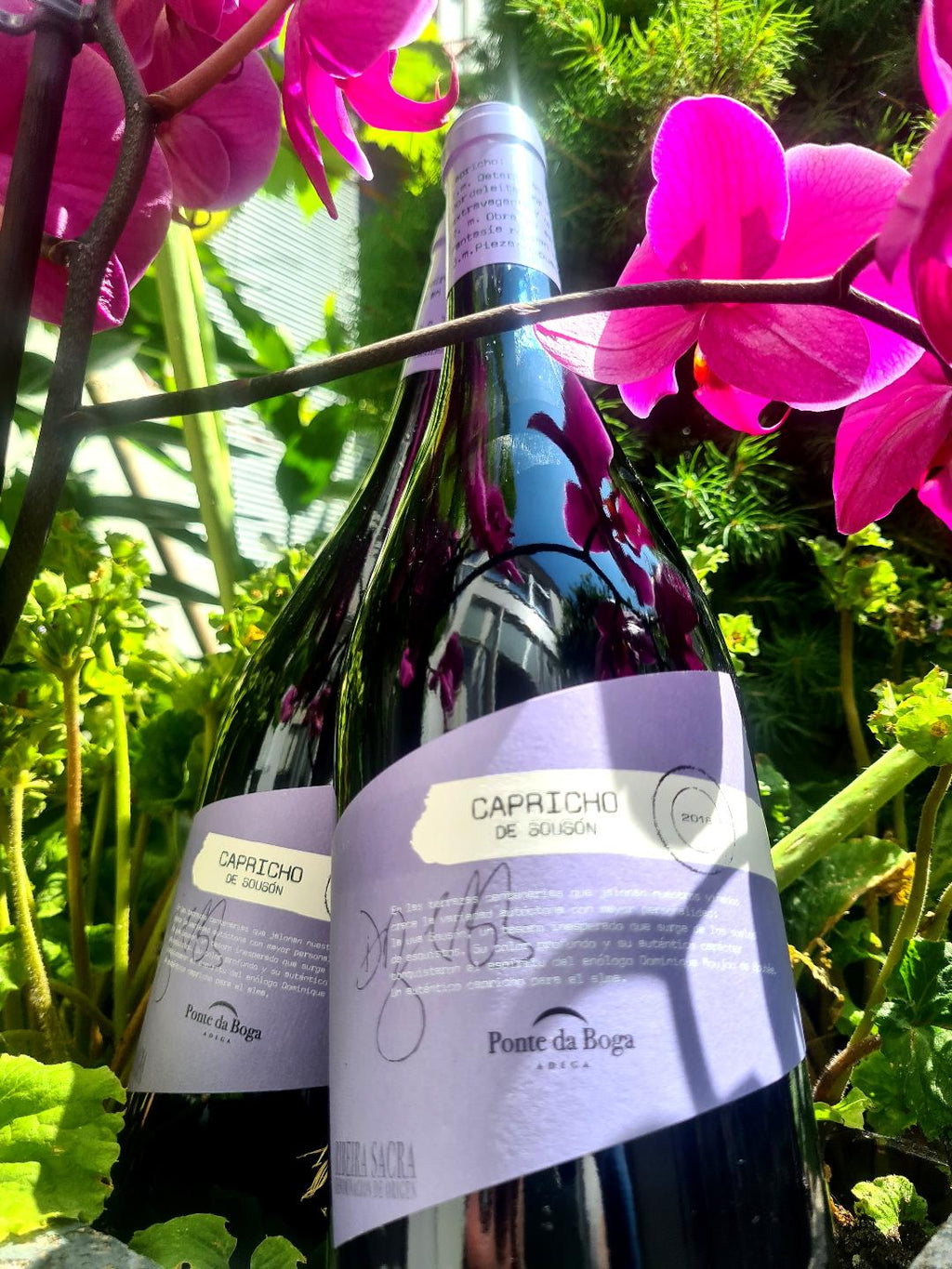 Wijnkist Spanje : 1 fles wit & 1 fles rood in houten wijnkist